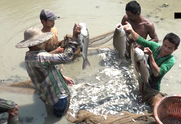 FIS - Worldnews in Brief - IN BRIEF - Yangon Fisheries Department warn fish/prawn  farmers to prevent flooding 