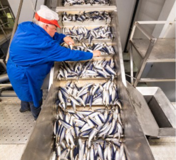 Seafood Media Group - Worldnews - Norwegian pelagic fish market situation  during July (herring and mckerel)